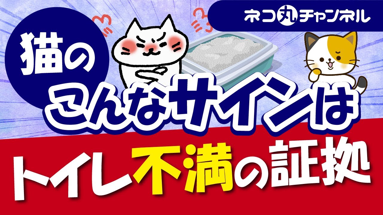 猫はトイレには非常に敏感！トイレの不満の理由と快適なトイレ環境の作り方