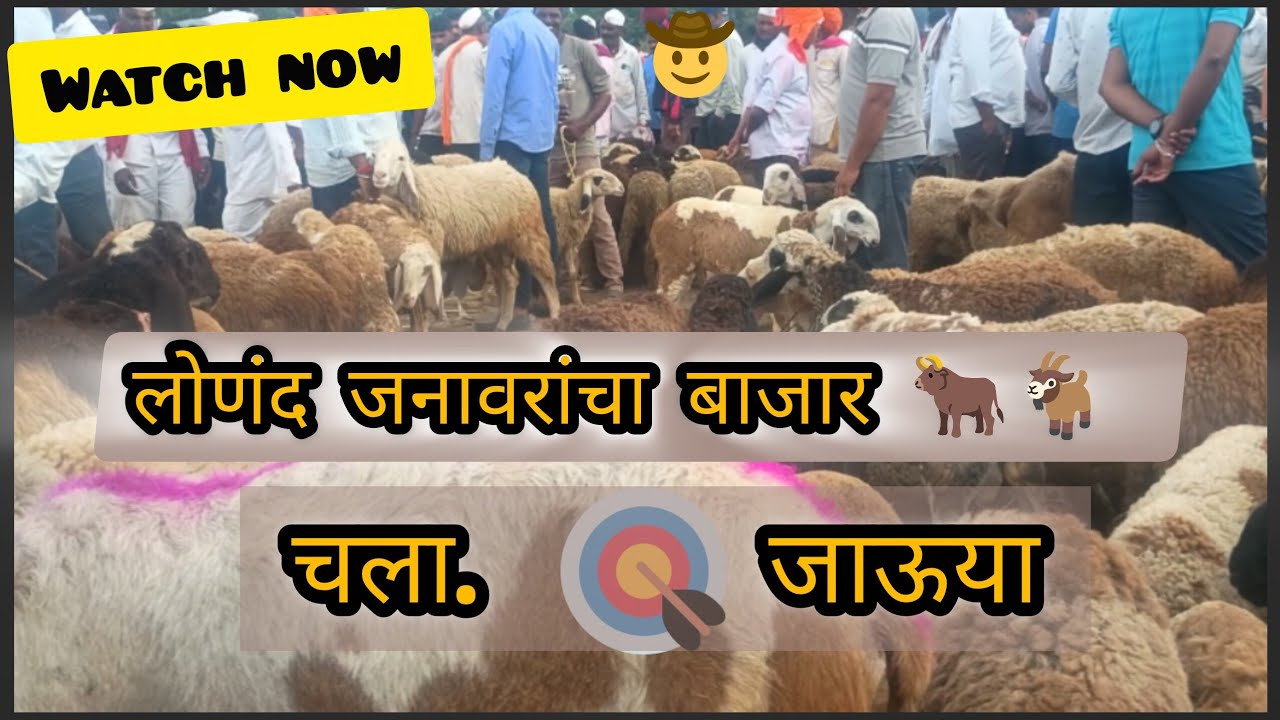लोणंद जनावरांचा बाजार |🐂🐐 रंगतदार सौदे & भन्नाट माहोल! Lonand animals market Thursday #video #market