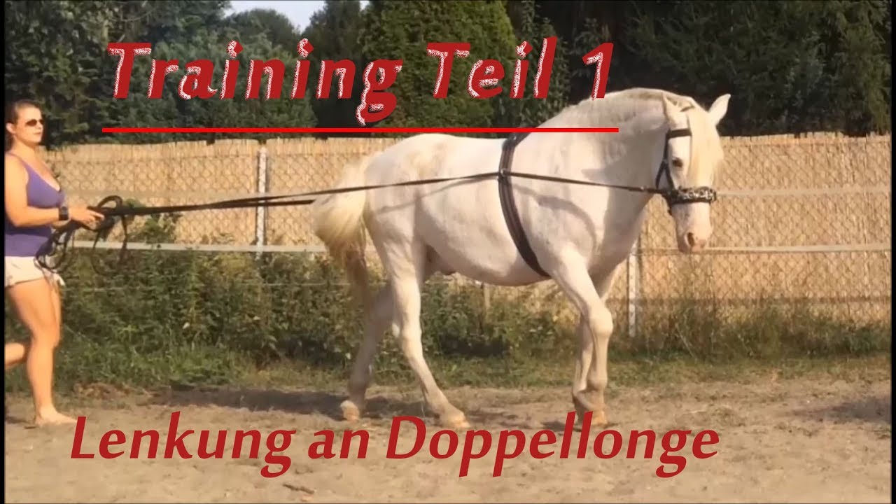 💪🏼Training Teil 1 || Lenkung an der Doppellonge - für Kutsche, Schleppen, pflügen