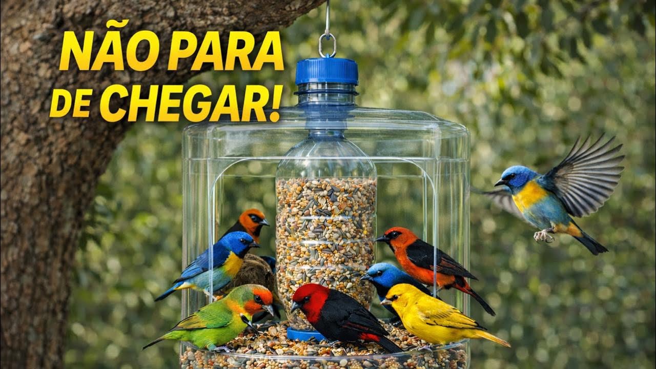 Foi só fazer e os pássaros não pararam mais de vir