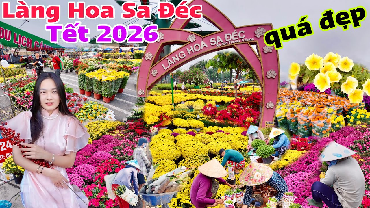 Làng Hoa Sa Đéc Tết 2026 quá đẹp cập nhật giá Hoa Cúc Mâm Xôi Khoe sắc rực rỡ đón xuân Bính Ngọ Sớm