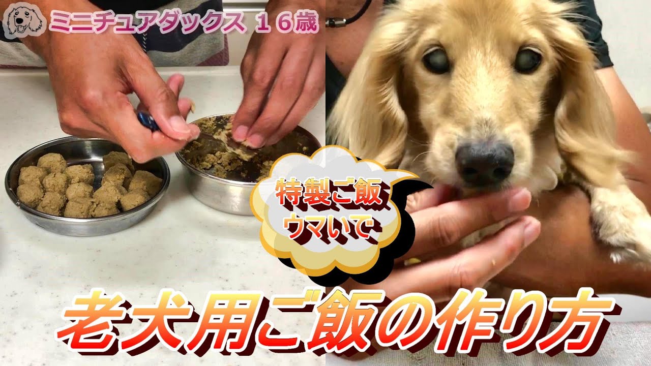 老犬・シニア犬用の食べやすいご飯の作り方･･･食べないワンちゃんや食の細いわんちゃんも食べやすいかもしれません【ミニチュアダックス　16歳　老犬】