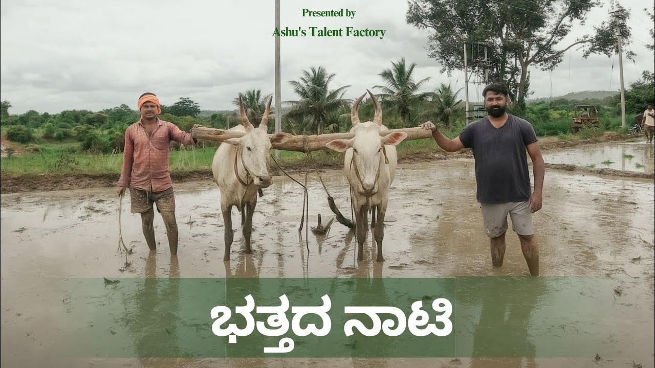 ಭತ್ತದ ನಾಟಿ  ಹಾಗೂ ಭತ್ತದ ಕೃಷಿ ಮಾಡುವುದು ಹೇಗೆ ? How To Plant Paddy And How To Do Paddy Farming ? #ಭತ್ತ