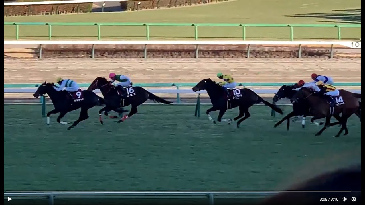第67回 アメリカJCC GII ダービー4着ショウヘイ快勝他 5R新馬 7R 9R  2026/01/25 中山競馬場