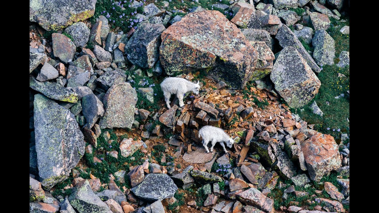Mountain Goats - Rock Climbing Cliffs - Mt. Evans, Colorado
