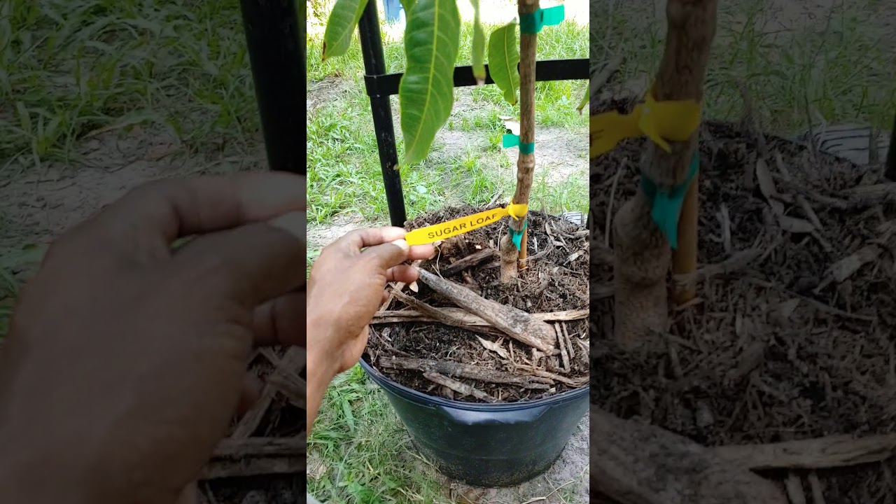 Sugarloaf mango tree 🍏