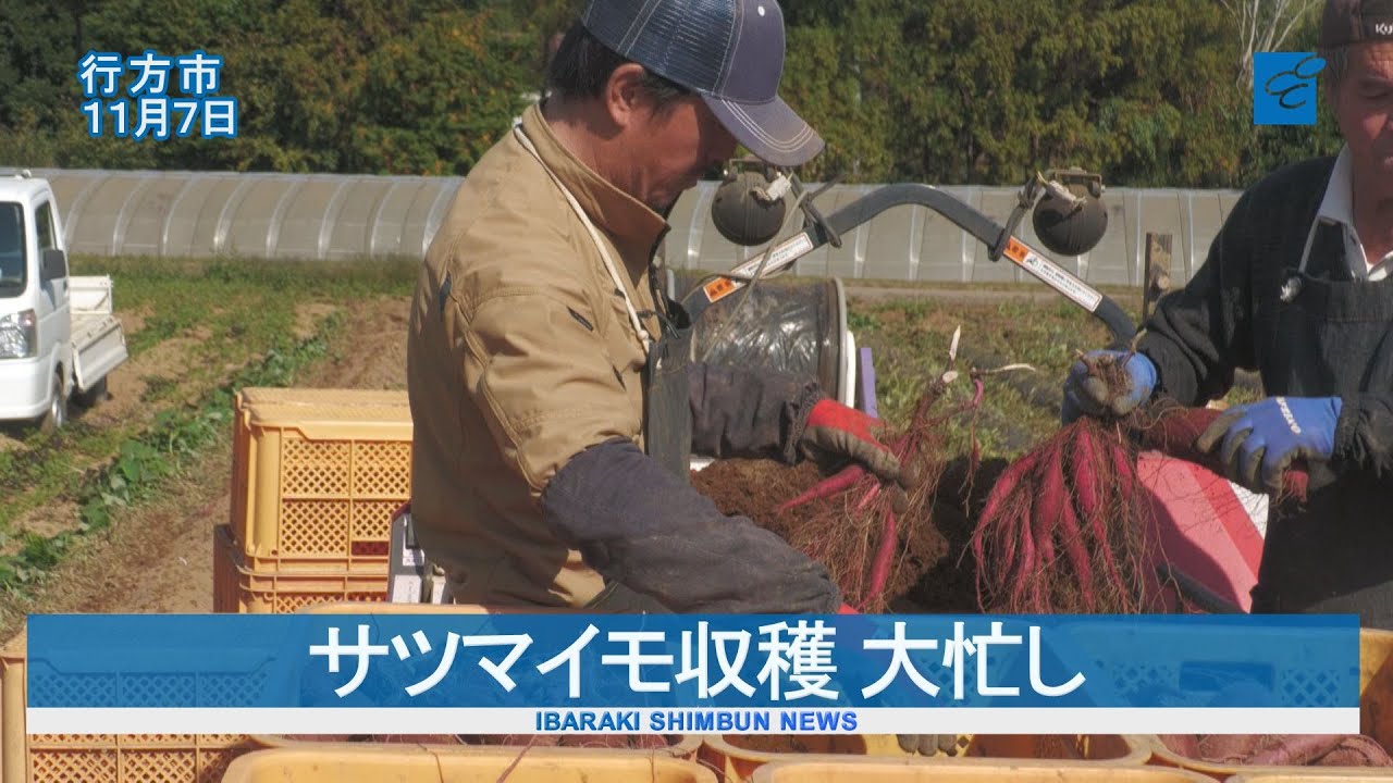 秋の味覚サツマイモ収穫大忙し  行方