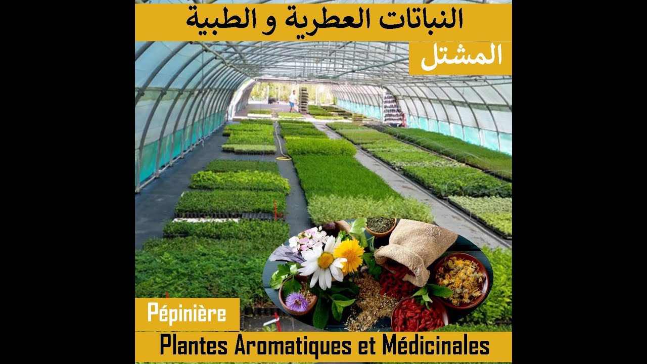 PAM, Technique 2/3 : (Pépinière) النباتات العطرية و الطبية، المشتل