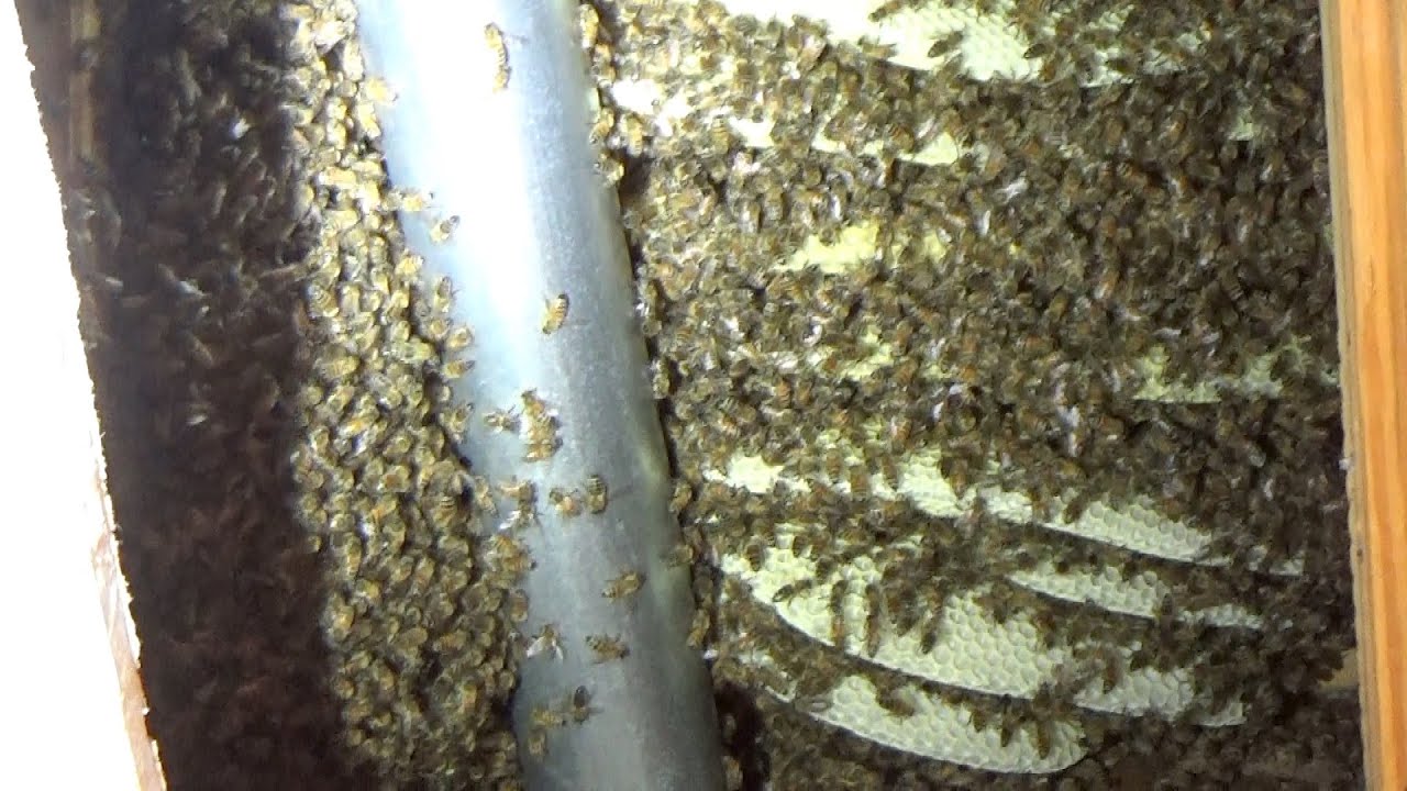 Massive honey bee hive removal during triple digit temperatures.  Will they make it?