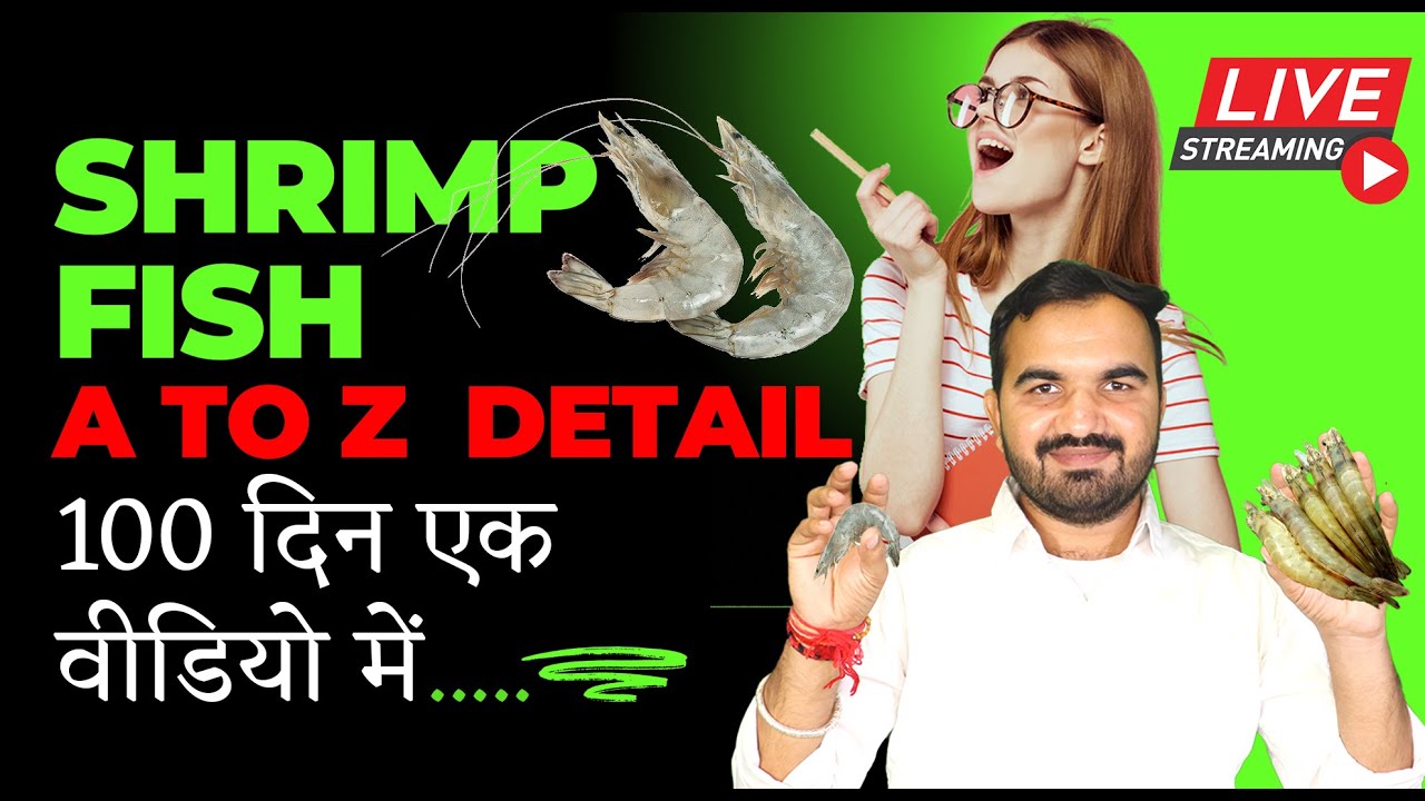 100 Days Time lapse video | Shrimp Farming Detail Video | Fish profitable farm | Prawn Fish