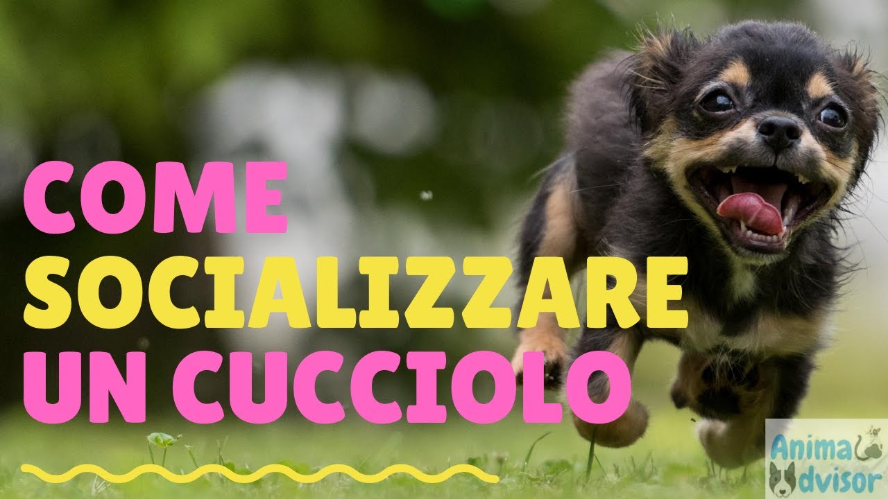 COME SOCIALIZZARE UN CUCCIOLO