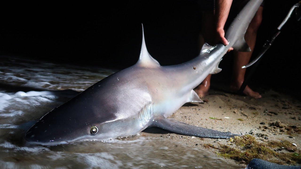 Surf Fishing for Sharks on Cape Cod