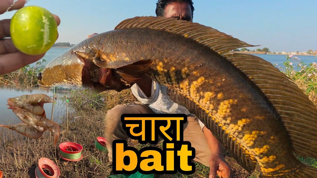 थंडीत ह्या चाऱ्याने मासेमारी करा 👌Hook Fishing with Traditional way, Winter Season fish Bite, मासे,