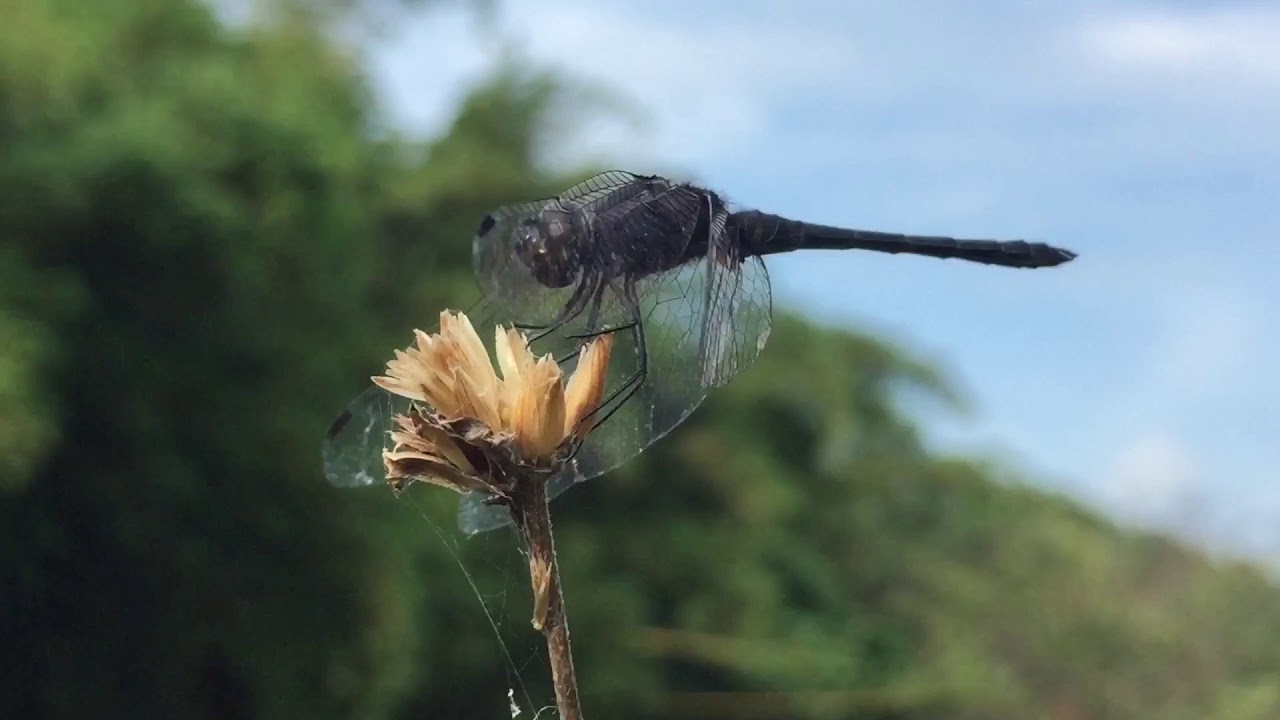 A dragonfly is an insect belonging to the order Odonata, infraorder Anisoptera (from Greek &auml;vloos an