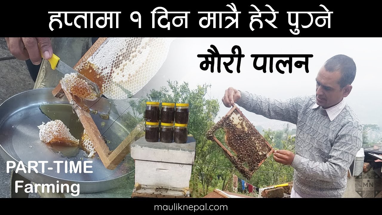 मौरी पालनमा सक्रिय वलिङ्गका युवा, भन्छन– मौरी पालन सजिलो र सन्तोषजनक छ │Mauripalan in Nepal
