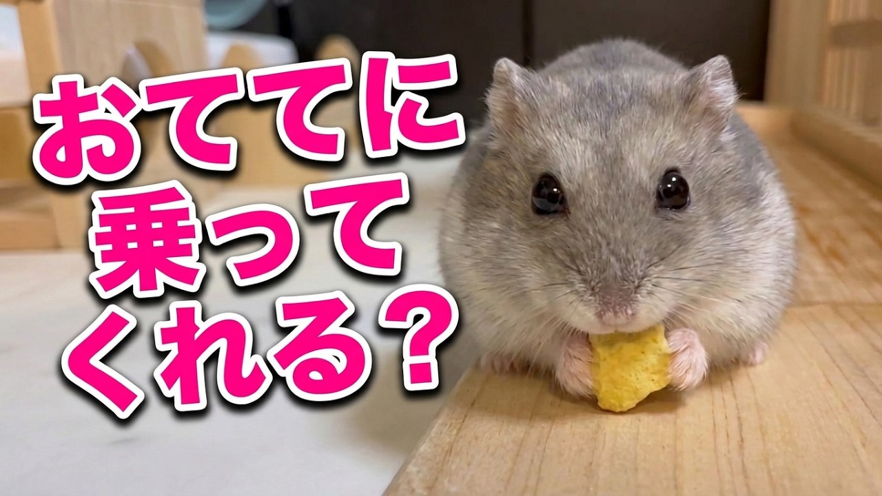 乗る日？乗らない日？どっちにしてもおやつは食べてくれるプリン😃