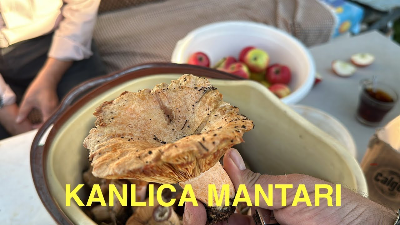 KANLICA MANTARI TOPLAMA KASTAMONU - SİNOP