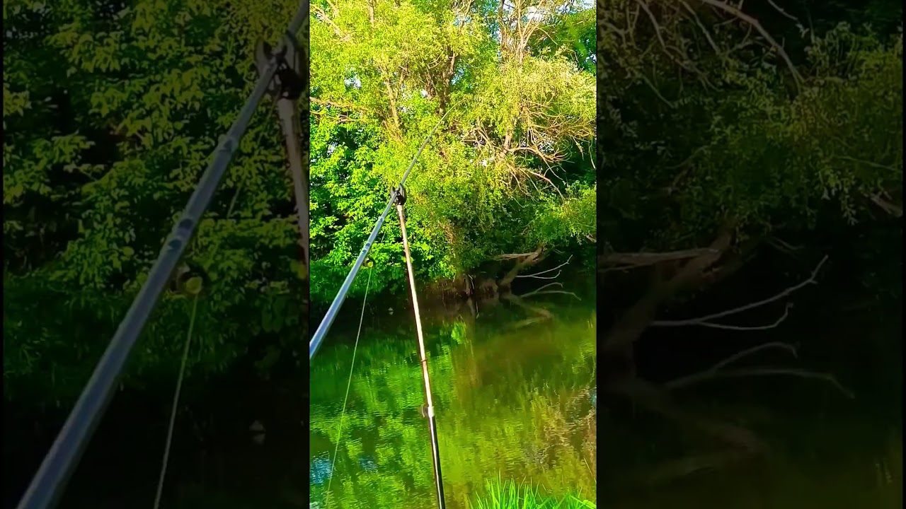 Perfect carp catch. Feeder fishing rod. Wild water. Epic win . Tiktok . wall . Happy fishing! God!