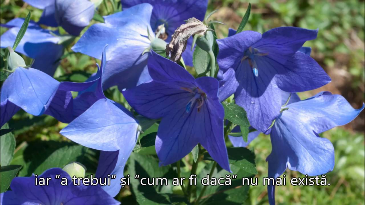 POVESTE  DESPRE  CEI  CARE  PLEACĂ