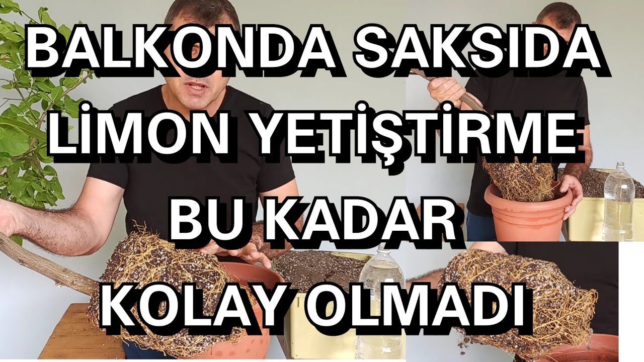 Saksıda Limon