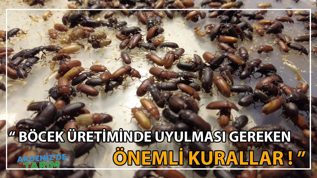 Böcek Üretiminde Uyulması Gereken Önemli Kurallar !
