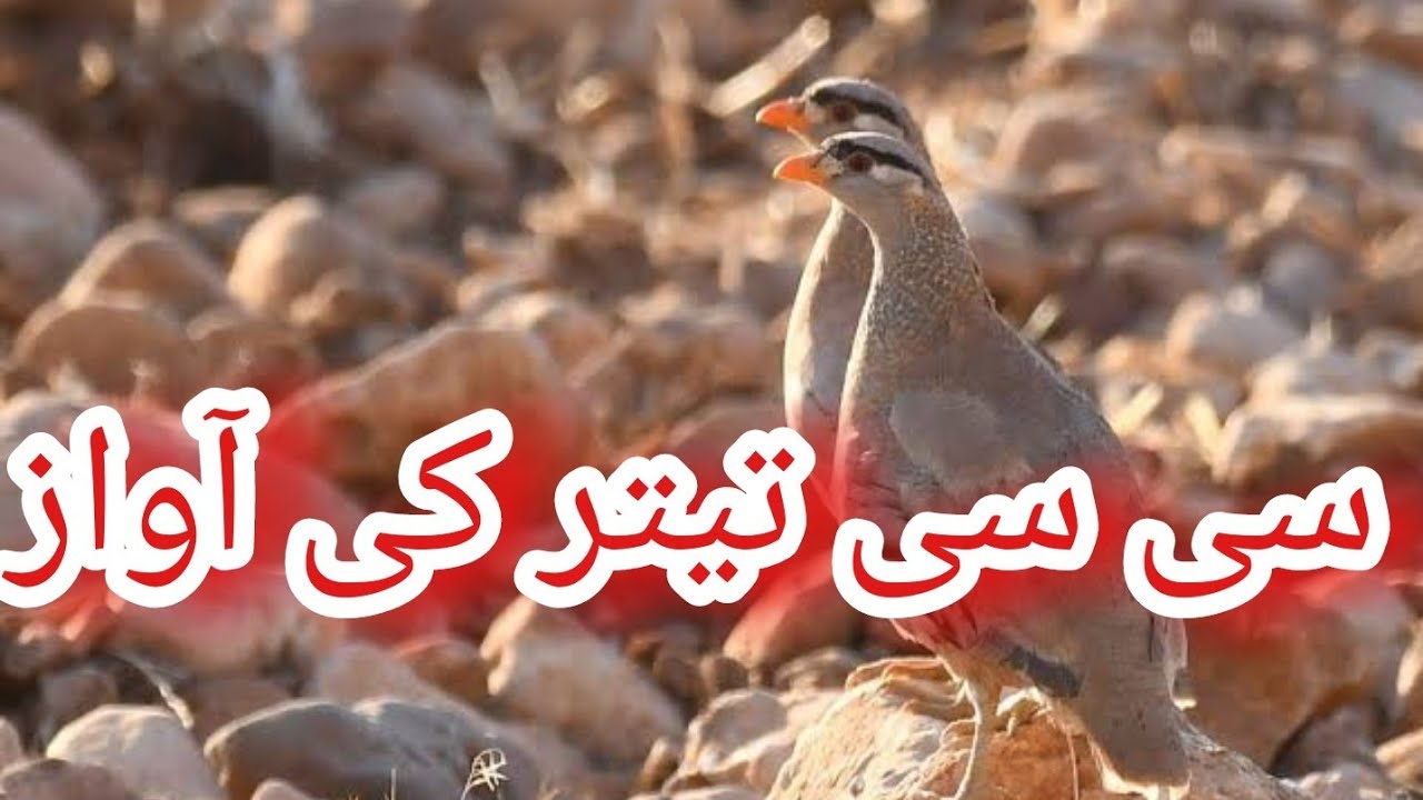 See See Partridge Sound | See See Partridge hunting |