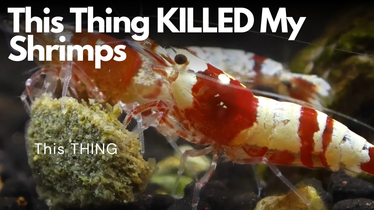 I Now Know What KILLED My Caridina Shrimps...