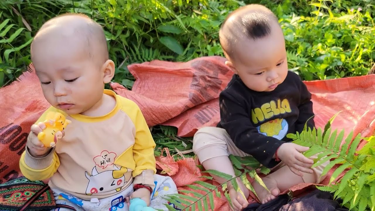 Single mother and two children harvest galangal roots to sell | Quan Van Truong