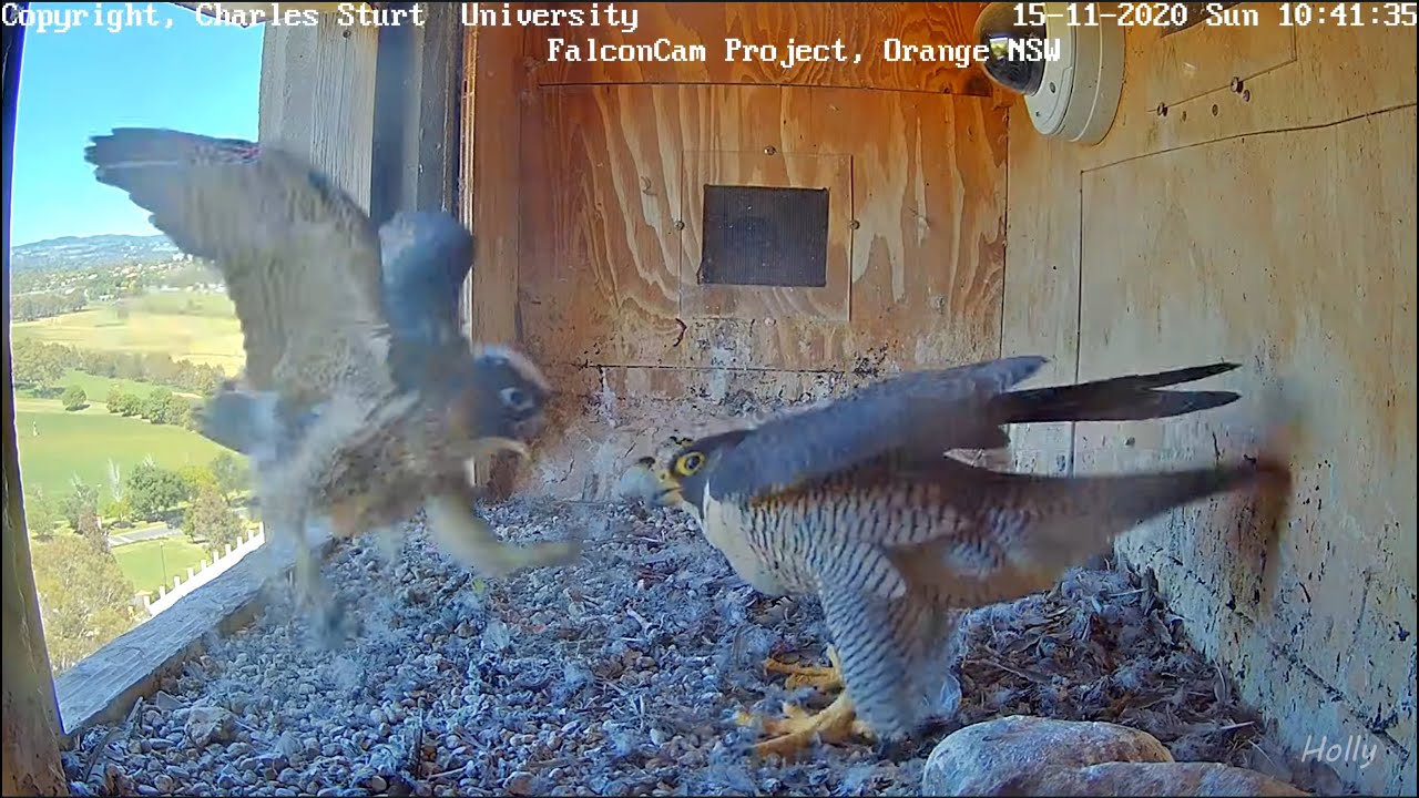 Izzi Grows an Attitude! (2020.11.15) - Orange, Australia Peregrines - FalconCam Project, CSU