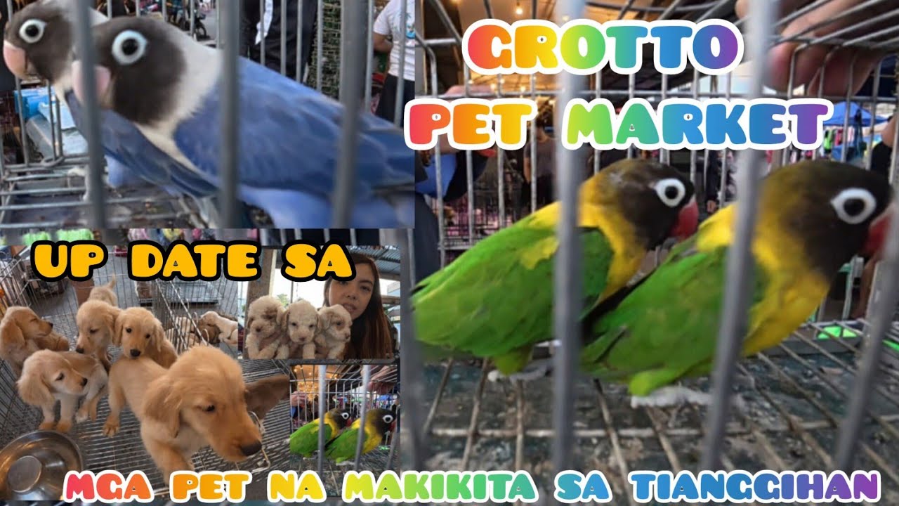 ep#237 up date sa Grotto per market. mga pet na makikita sa tianggihan.