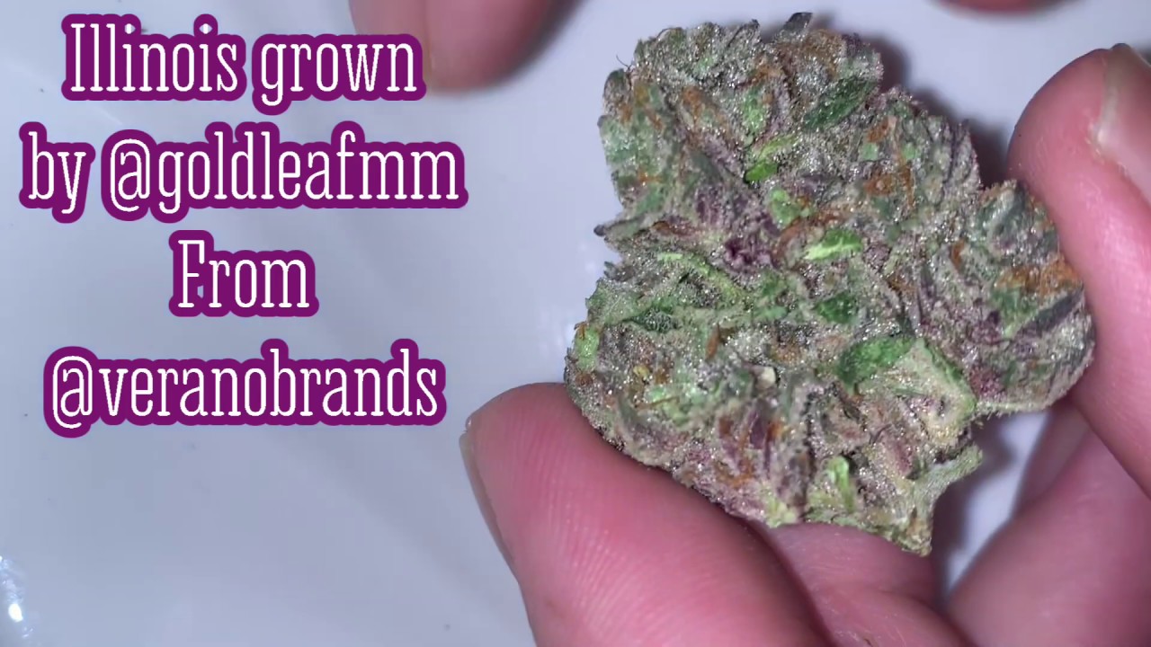Mag Landrace Review with J Crispyy (NUG CRACK)