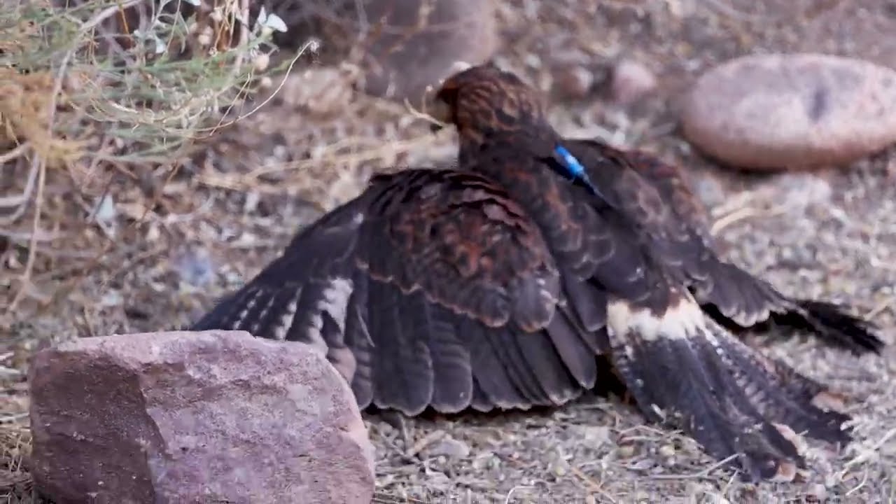 Peruvian Harris Hawk Hunting Rabbits