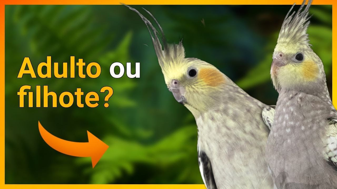 COMO SABER SE A SUA CALOPSITA É FILHOTE OU NÃO?