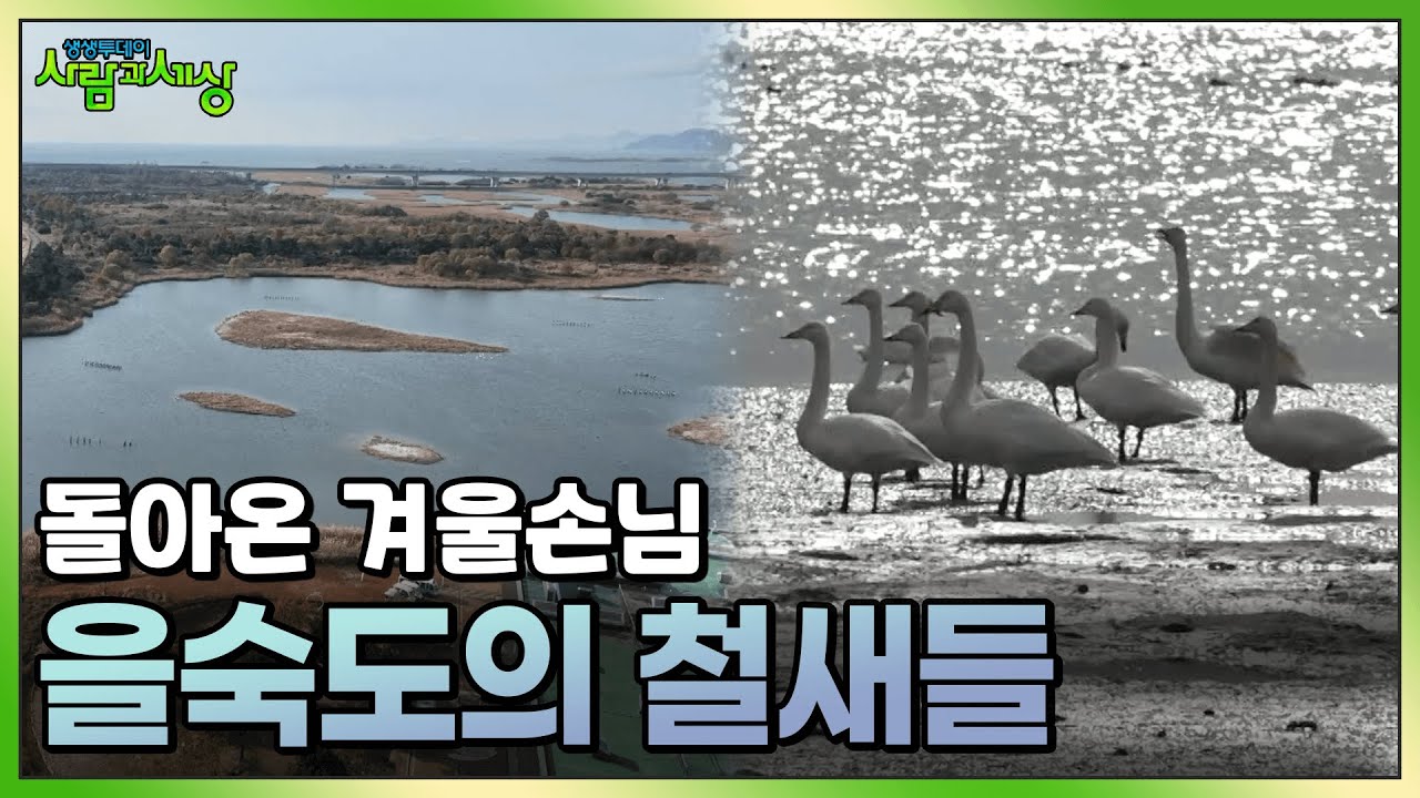 을숙도의 겨울손님, 철새가 돌아왔어요! | KBS 231211 방송