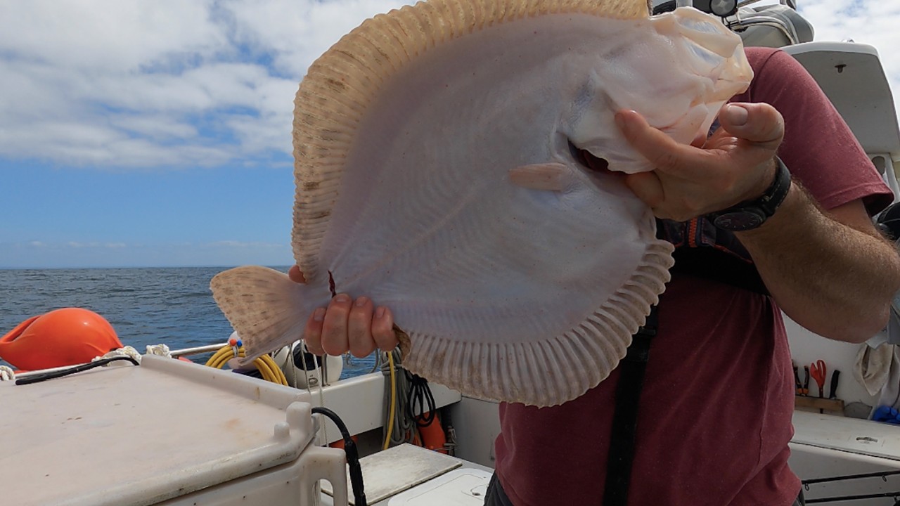 Turbot : Selling the Catch