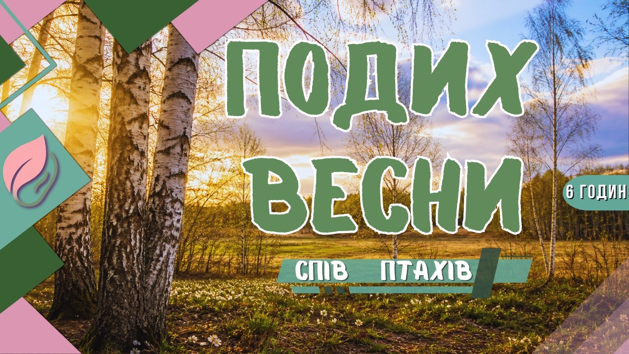 Спів птахів на березовій галявині | Рання весна • 6 год