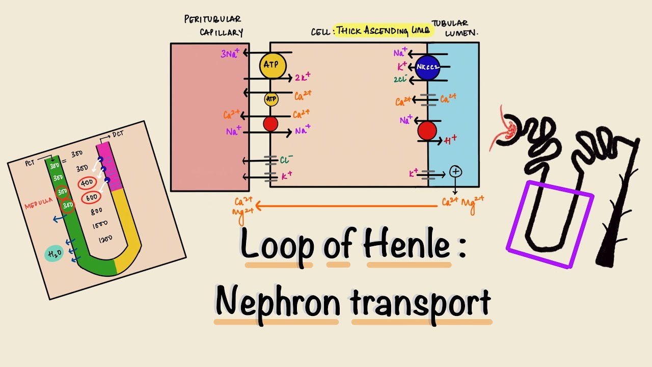 Loop Of Henle | Nephron Transport | Renal Physiology