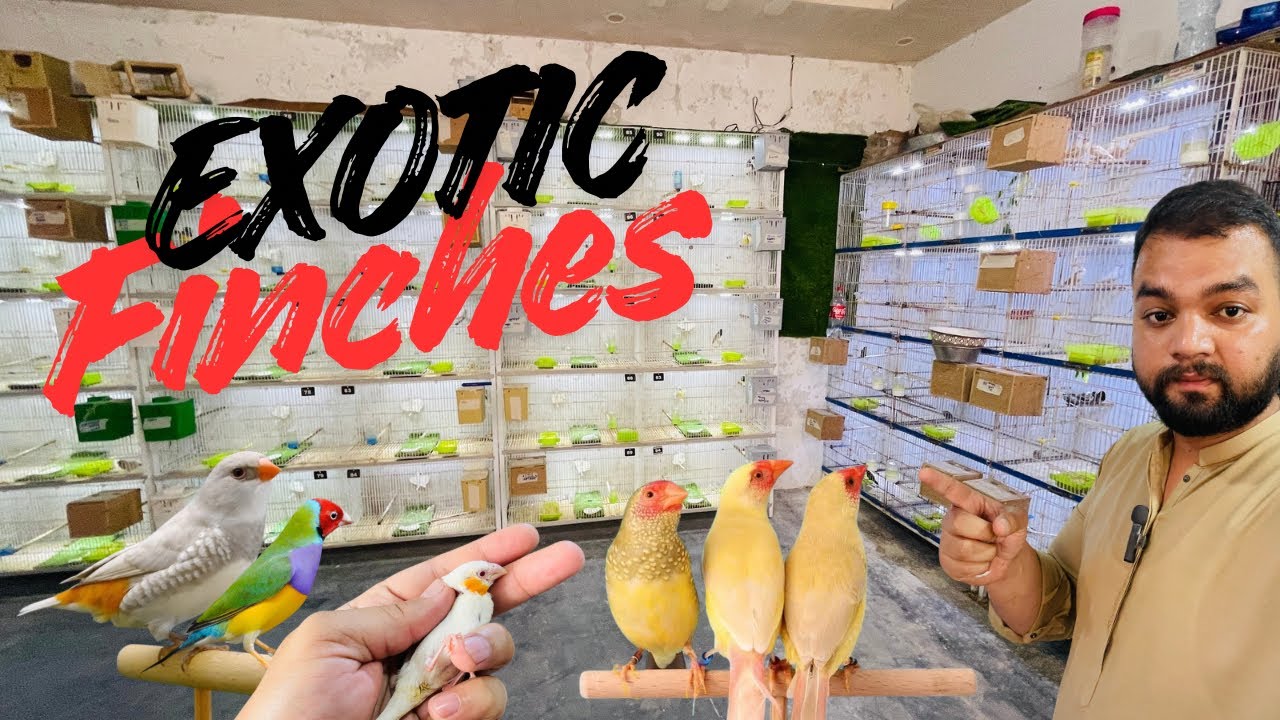 Exotic finches and Gouldian finches Mutation wonderful results at Lala Aviary 03249200034