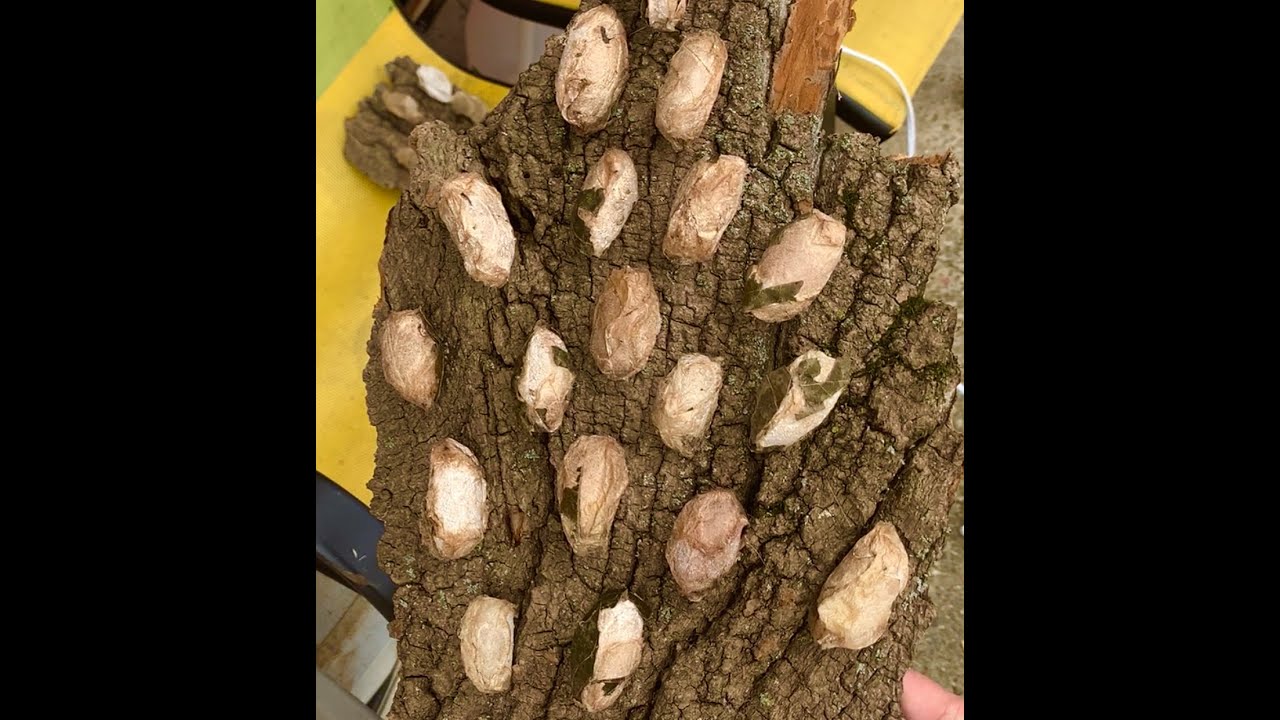 Polyphemus Moth Pupae Gender Reveal! | Cutting Open Cocoons!!