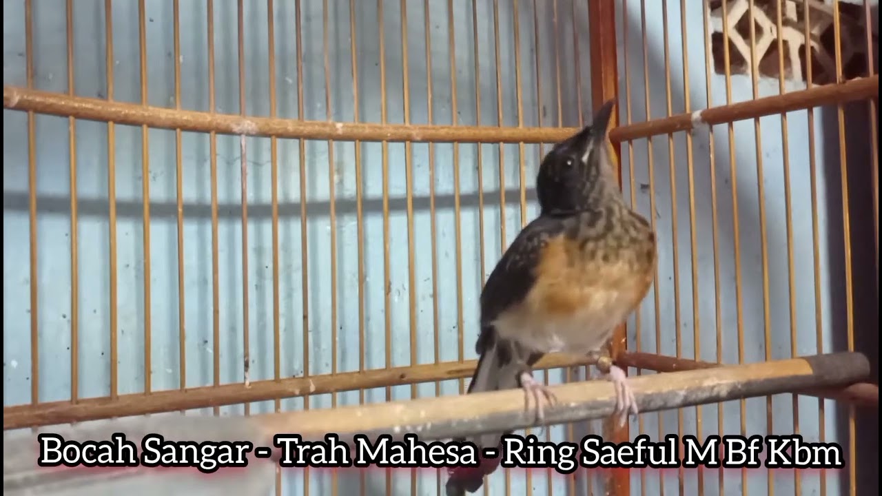 Murai Batu Trotolan Usia 1,5 bulan,Trah Mahesa,Ring Saeful M Bf Kebumen