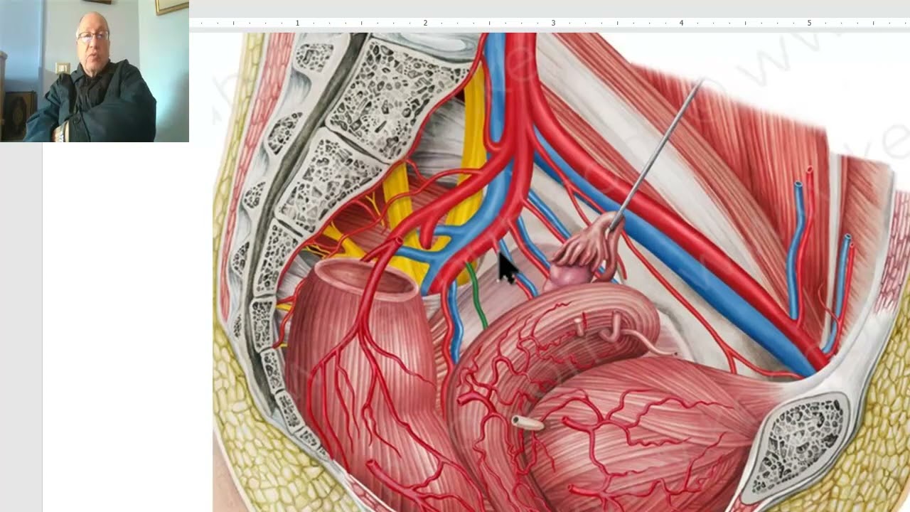 Anatomy of pelvis in Arabic 2023, 11 ( Iinternal iliac artery, part 1), by Dr.Wahdan