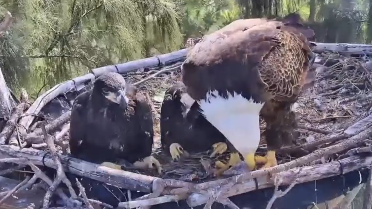 Eagle Mom feeding lunch to both eaglets | Dade County Eagle | Feb 13, 2026