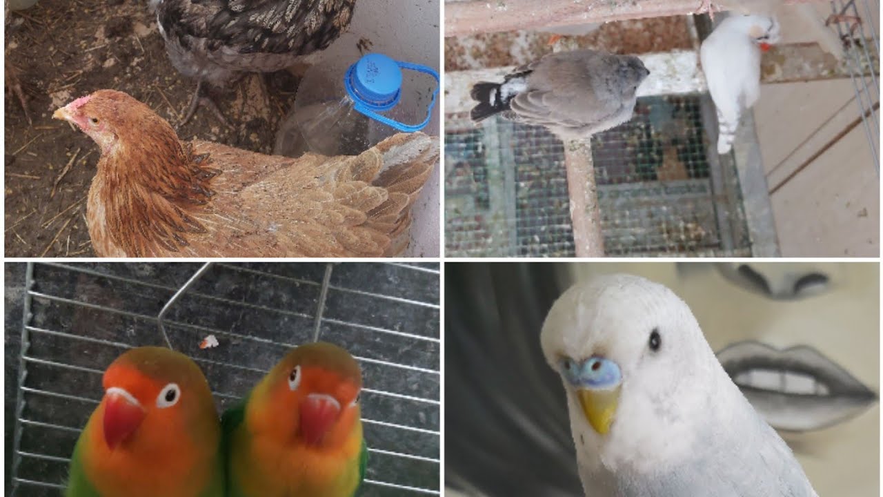 Evde Beslediğim  Kuş  Türleri  ( SİMDİLİK)[Golden finch , Cennet papağanı  , muhabbet, hint, bengal]