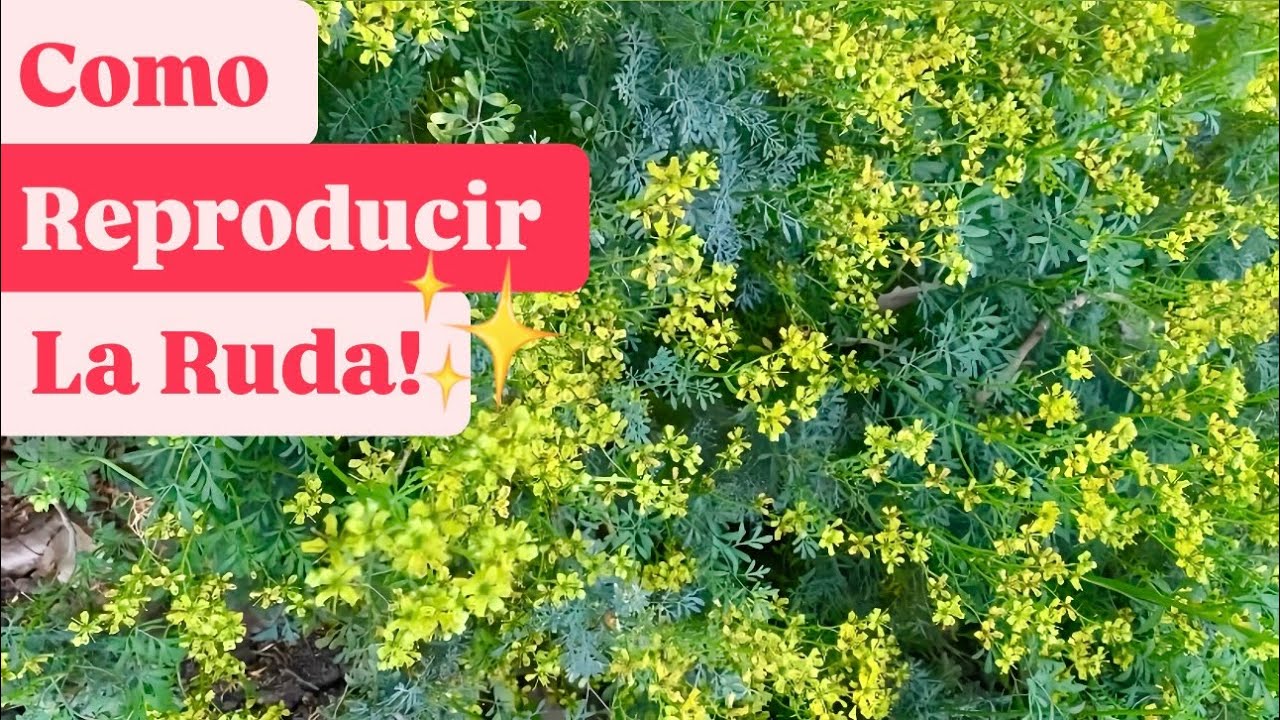 Cómo Reproducir La Ruda Con Esquejes Sin Raíz