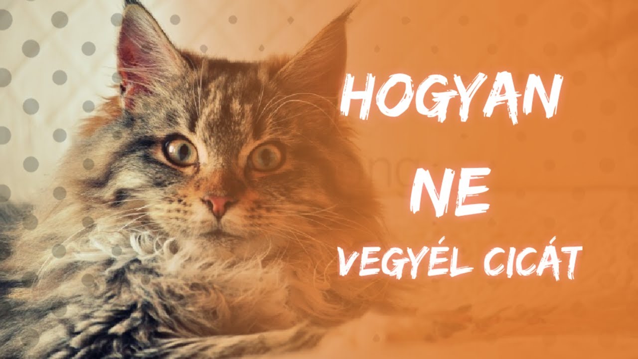 Hogyan NE vegyél cicát !! 🙀🙀  [Maine Coon]