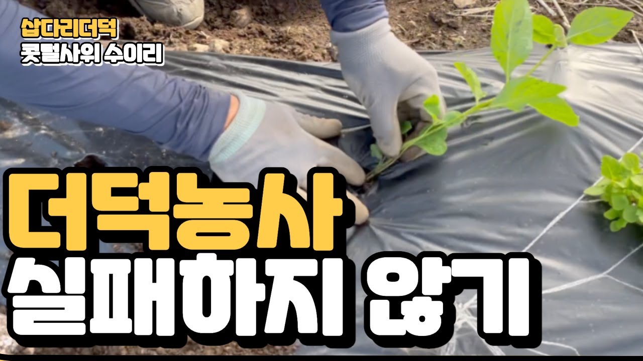 더덕모종으로 더덕농사 실패하지 않기 (더덕모종 파종)