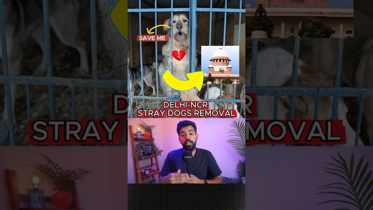 🐕 Supreme Court Orders All Stray Dogs in Delhi-NCR to Shelters! 🇮🇳🔥 #straydogs #delhincr #news