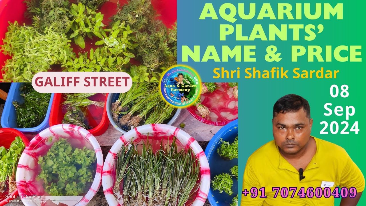 GALIFF STREET AQUARIUM PLANTS HAUL: STUNNING FINDS & PRICES FROM SHRI SHAFIK SARDAR | 08SEP2023 🌿💧