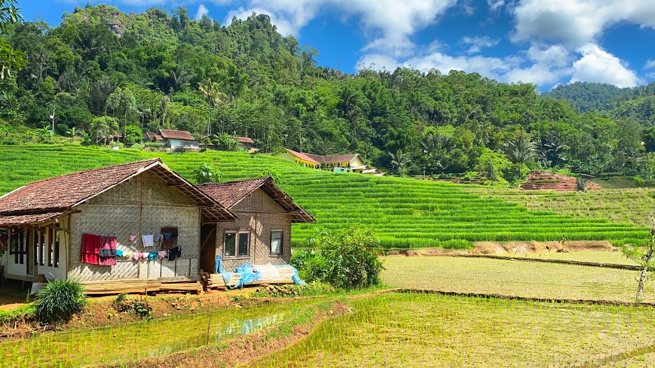 Keindahan Suasana Pedesaan Di Tengah Sawah, Bikin Adem & Damai | Talegong, Garut Selatan, Jabar
