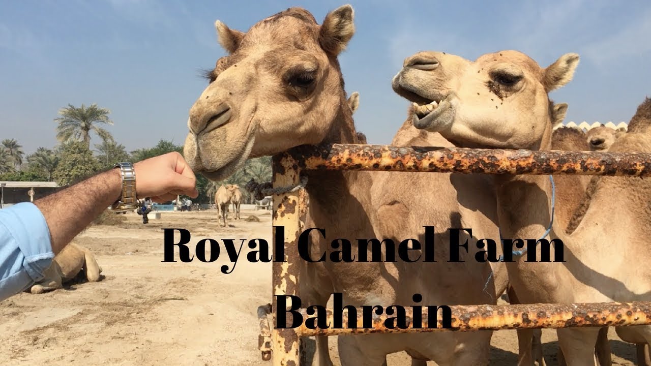 Living in Bahrain: Janabiya Royal Camel Farm